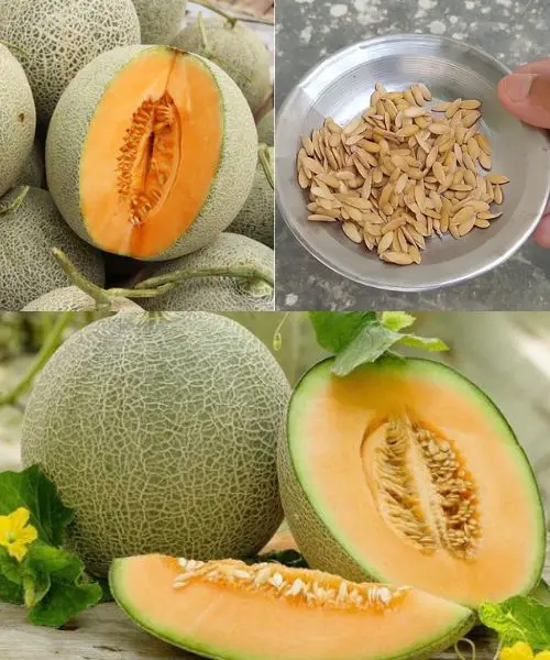 Discover the Amazing 9 Benefits of Melon Seeds