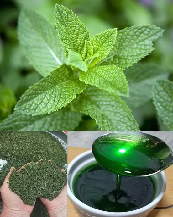 The Versatile Mint: Health Benefits, Uses, and How to Incorporate It into Your Daily Routine